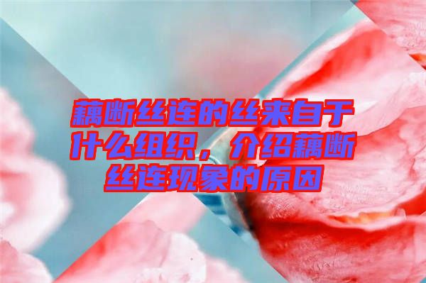 藕斷絲連的絲來自于什么組織，介紹藕斷絲連現(xiàn)象的原因