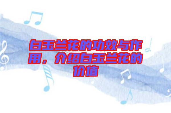 白玉蘭花的功效與作用，介紹白玉蘭花的價值