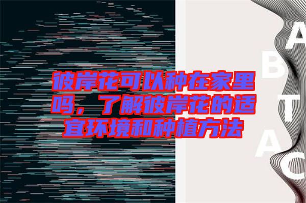 彼岸花可以種在家里嗎，了解彼岸花的適宜環(huán)境和種植方法