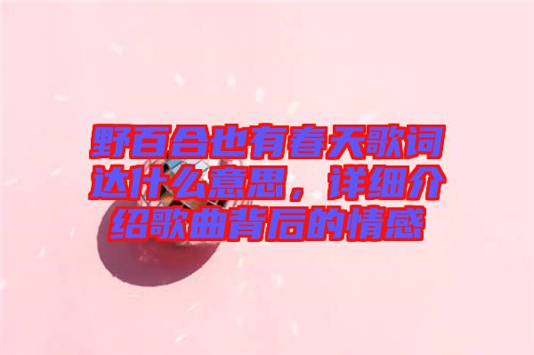 野百合也有春天歌詞達什么意思，詳細(xì)介紹歌曲背后的情感
