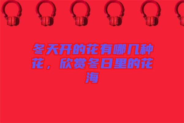 冬天開的花有哪幾種花，欣賞冬日里的花海