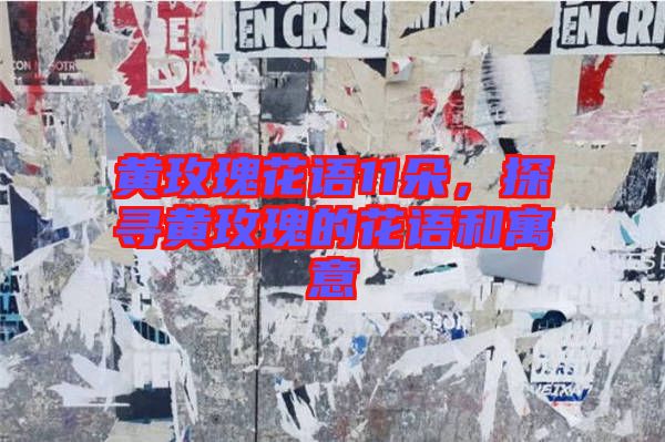 黃玫瑰花語11朵，探尋黃玫瑰的花語和寓意