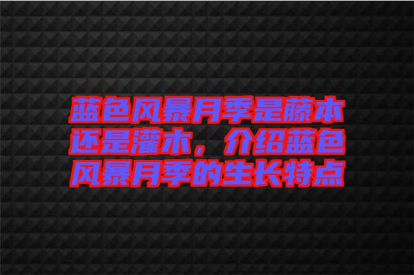 藍(lán)色風(fēng)暴月季是藤本還是灌木，介紹藍(lán)色風(fēng)暴月季的生長特點