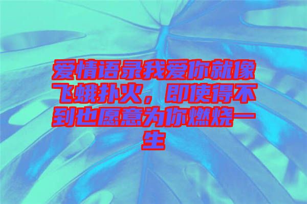 愛情語錄我愛你就像飛蛾撲火，即使得不到也愿意為你燃燒一生